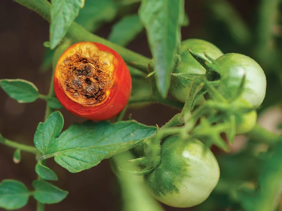 Why is the bottom of my tomatoes rotting (blossom-end rot)?