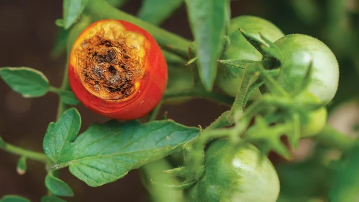 Why Your Tomatoes Are Rotting on the Bottom (And How to Fix