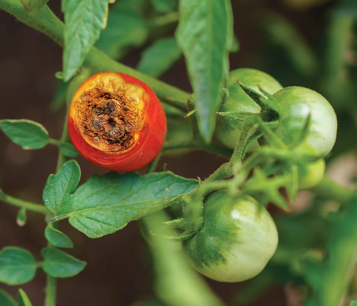 Why is the bottom of my tomatoes rotting (blossom-end rot)?