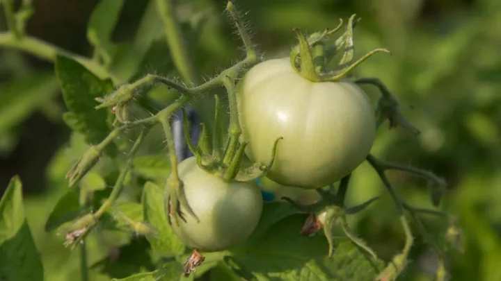 Why Won’t My Tomatoes Turn Red? Causes & Fixes