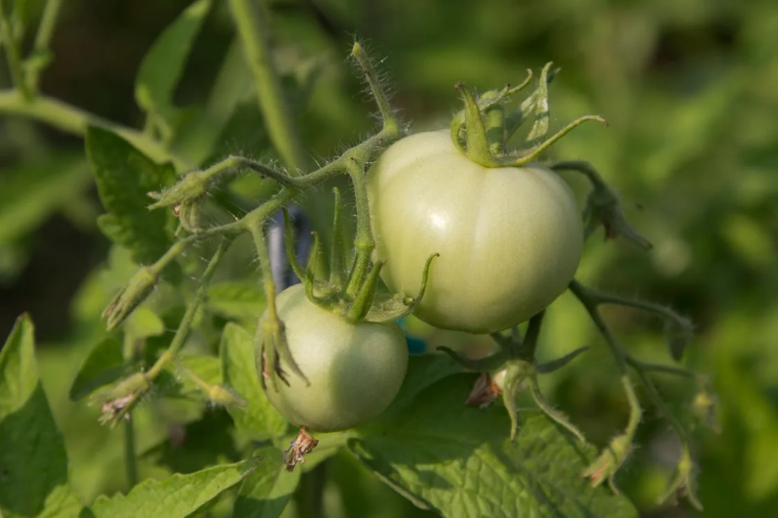 Why won't my tomatoes turn red / ripen?
