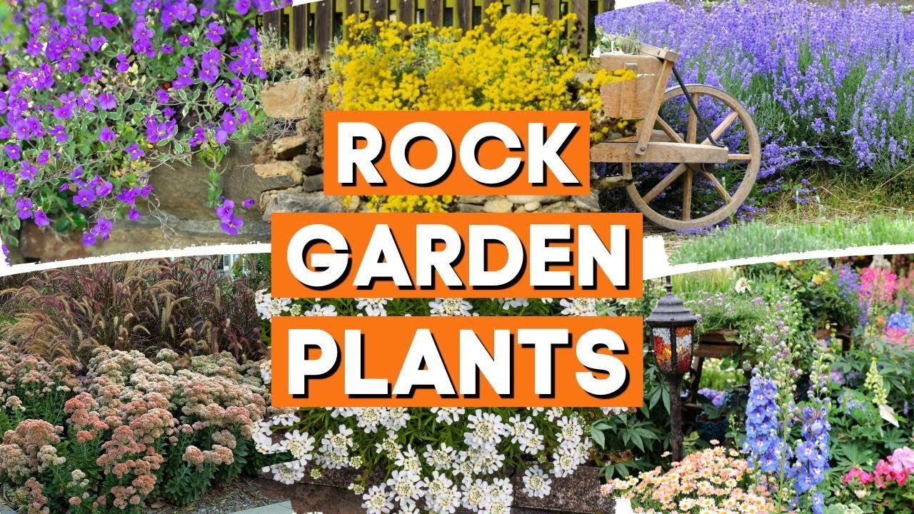 Xeriscape rock garden with large boulders