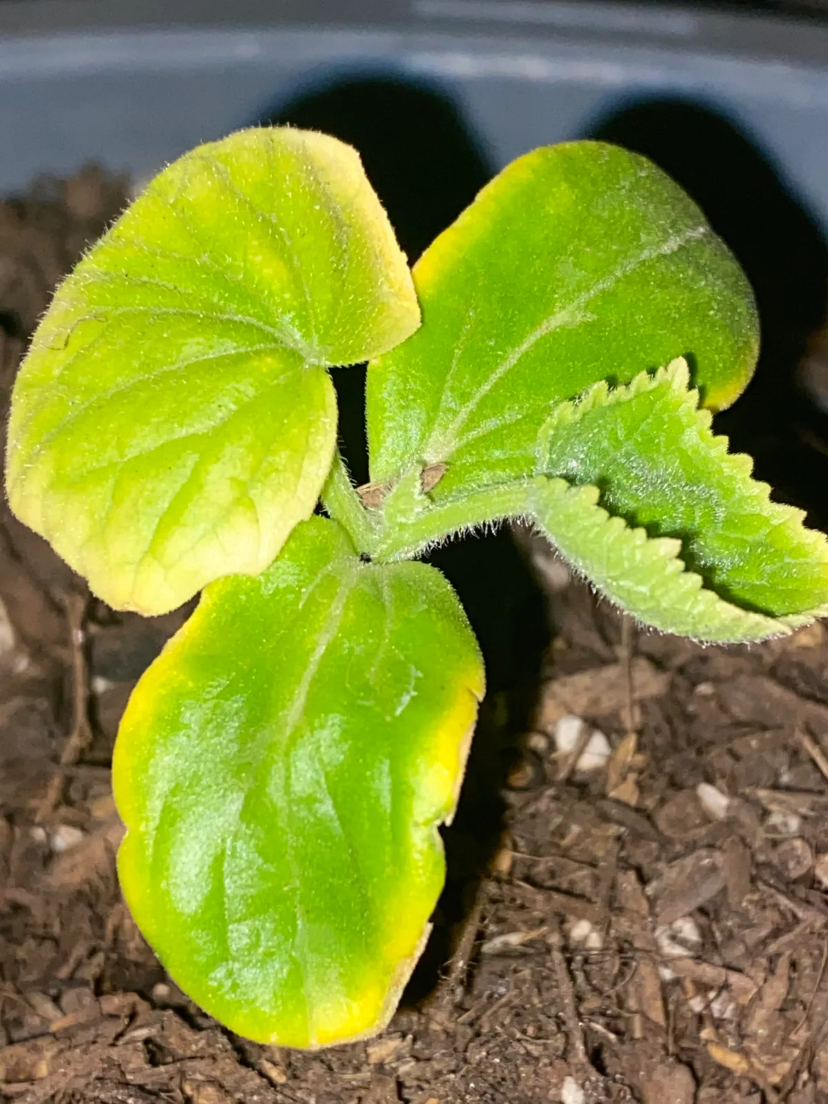 yellowing cucumber leaves